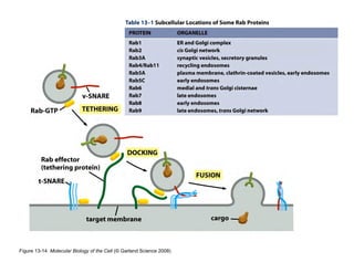 Clase15 Sistema Nervioso Final