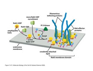 Clase15 Sistema Nervioso Final