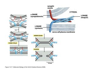 Clase15 Sistema Nervioso Final