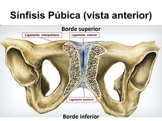 clase-15-artrologia-mmii-1-de-3-cintura-pelvica-y-cadera-2023-pptx