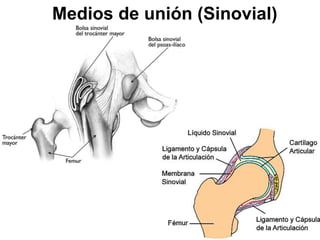 Clase 15 Artrologia mmii 1 de 3 (Cintura Pelvica y Cadera) 2023.pptx