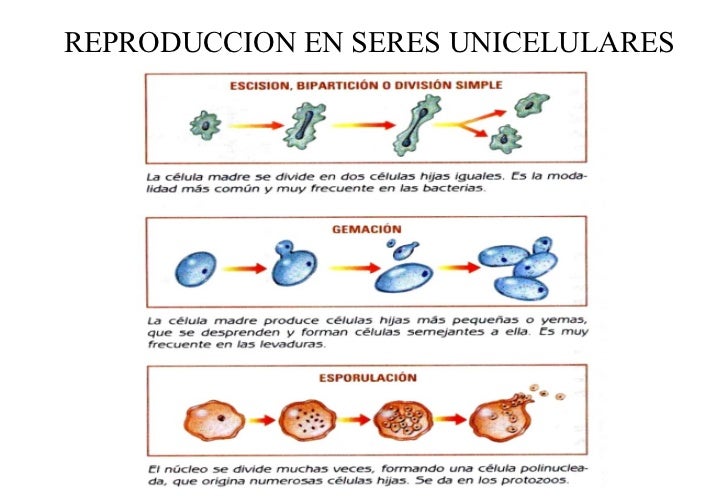 Resultado de imagen de imagenes de reproduccion en células en organismos unicelulares