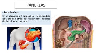 pancreas-anatomia-y-fisiologia-funcion-pdf
