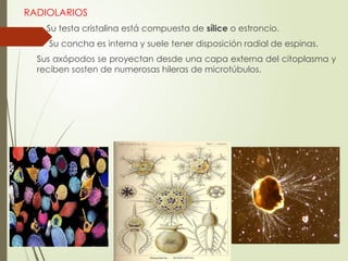 Caracteristicas y formas de los protoctistas | PPTX