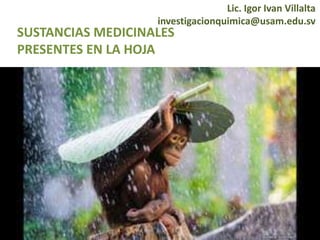 SUSTANCIAS MEDICINALES
PRESENTES EN LA HOJA
Lic. Igor Ivan Villalta
investigacionquimica@usam.edu.sv
 