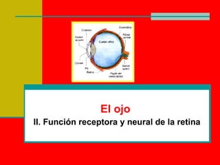 El ojo
II. Función receptora y neural de la retina
 