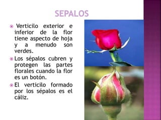Vertificilo Clase 16 la flor | PPTX