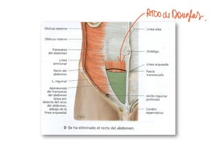 Comprehensive Overview of Abdominal Wall Anatomy and Hernias: Diagnosis ...
