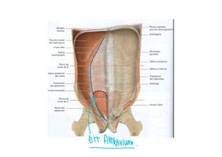 Comprehensive Overview of Abdominal Wall Anatomy and Hernias: Diagnosis ...