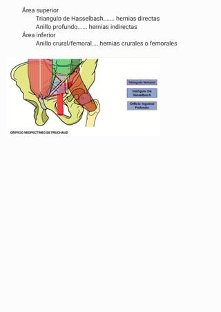 Comprehensive Overview of Abdominal Wall Anatomy and Hernias: Diagnosis ...