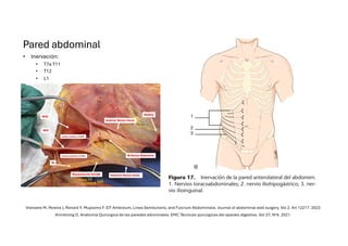 Comprehensive Overview of Abdominal Wall Anatomy and Hernias: Diagnosis ...