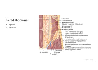 Comprehensive Overview of Abdominal Wall Anatomy and Hernias: Diagnosis ...