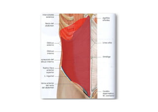 Comprehensive Overview of Abdominal Wall Anatomy and Hernias: Diagnosis ...