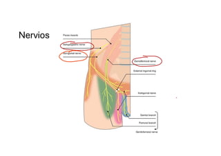 Comprehensive Overview of Abdominal Wall Anatomy and Hernias: Diagnosis ...
