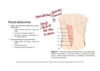 Comprehensive Overview of Abdominal Wall Anatomy and Hernias: Diagnosis ...