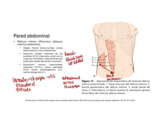 Comprehensive Overview of Abdominal Wall Anatomy and Hernias: Diagnosis ...