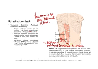 Comprehensive Overview of Abdominal Wall Anatomy and Hernias: Diagnosis ...