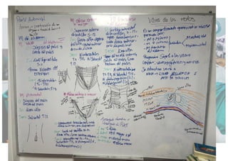 Comprehensive Overview of Abdominal Wall Anatomy and Hernias: Diagnosis ...