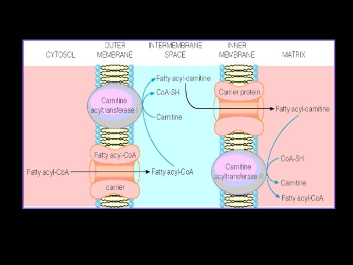 Clase 17 Beta Oxidacion De Acidos Grasos