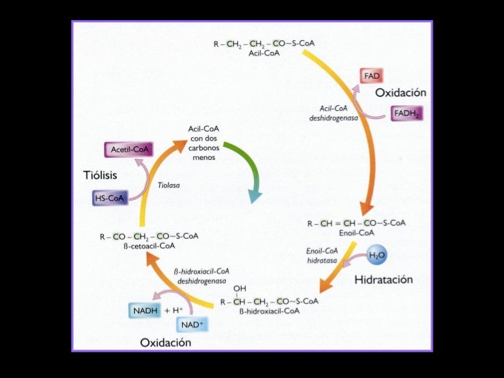 Clase 17 Beta Oxidacion De Acidos Grasos