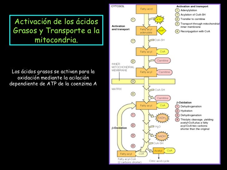 Clase 17 Beta Oxidacion De Acidos Grasos