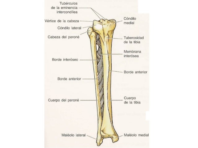 Anatomia Huesos De Pierna Y Pie