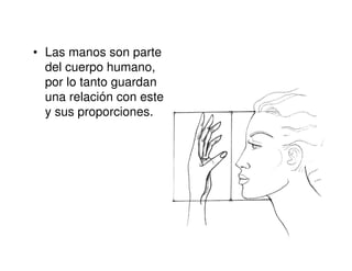 • Las manos son parte
  del cuerpo humano,
  por lo tanto guardan
  una relación con este
  y sus proporciones.
 