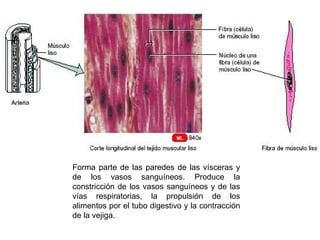 Forma parte de las paredes de las vísceras y
de los vasos sanguíneos. Produce la
constricción de los vasos sanguíneos y de las
vías respiratorias, la propulsión de los
alimentos por el tubo digestivo y la contracción
de la vejiga.
 