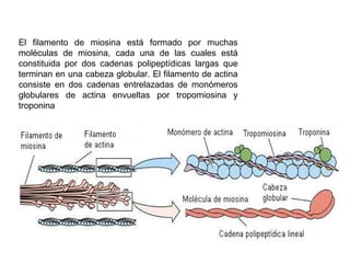 El filamento de miosina está formado por muchas
moléculas de miosina, cada una de las cuales está
constituida por dos cadenas polipeptídicas largas que
terminan en una cabeza globular. El filamento de actina
consiste en dos cadenas entrelazadas de monómeros
globulares de actina envueltas por tropomiosina y
troponina
 