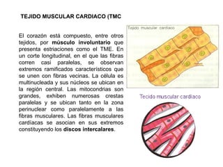 TEJIDO MUSCULAR CARDIACO (TMC


El corazón está compuesto, entre otros
tejidos, por músculo involuntario que
presenta estriaciones como el TME. En
un corte longitudinal, en el que las fibras
corren casi paralelas, se observan
extremos ramificados característicos que
se unen con fibras vecinas. La célula es
multinucleada y sus núcleos se ubican en
la región central. Las mitocondrias son
grandes, exhiben numerosas crestas
paralelas y se ubican tanto en la zona
perinuclear como paralelamente a las
fibras musculares. Las fibras musculares
cardíacas se asocian en sus extremos
constituyendo los discos intercalares.
 