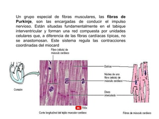 Un grupo especial de fibras musculares, las fibras de
Purkinje, son las encargadas de conducir el impulso
nervioso. Están situadas fundamentalmente en el tabique
interventricular y forman una red compuesta por unidades
celulares que, a diferencia de las fibras cardíacas típicas, no
se anastomosan. Este sistema regula las contracciones
coordinadas del miocard
 