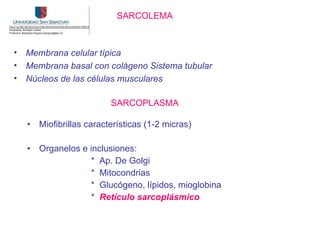 SARCOLEMA



•   Membrana celular típica
•   Membrana basal con colágeno Sistema tubular
•   Núcleos de las células musculares

                           SARCOPLASMA

    •   Miofibrillas características (1-2 micras)

    •   Organelos e inclusiones:
                    * Ap. De Golgi
                    * Mitocondrias
                    * Glucógeno, lípidos, mioglobina
                    * Retículo sarcoplásmico
 
