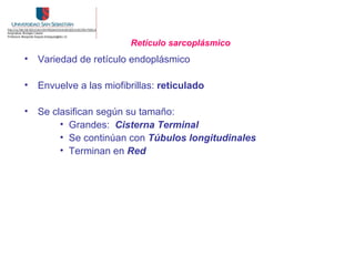Retículo sarcoplásmico
• Variedad de retículo endoplásmico

• Envuelve a las miofibrillas: reticulado

• Se clasifican según su tamaño:
       • Grandes: Cisterna Terminal
       • Se continúan con Túbulos longitudinales
       • Terminan en Red
 