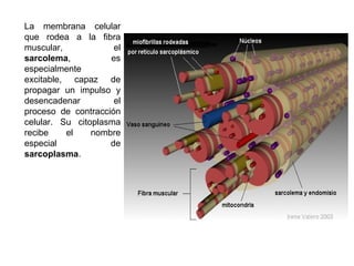 La membrana celular
que rodea a la fibra
muscular,            el
sarcolema,          es
especialmente
excitable, capaz de
propagar un impulso y
desencadenar         el
proceso de contracción
celular. Su citoplasma
recibe    el    nombre
especial            de
sarcoplasma.
 