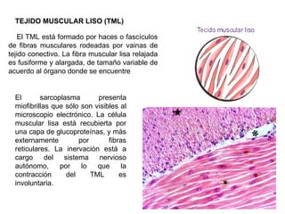 TEJIDO MUSCULAR LISO (TML)

    El TML está formado por haces o fascículos
de fibras musculares rodeadas por vainas de
tejido conectivo. La fibra muscular lisa relajada
es fusiforme y alargada, de tamaño variable de
acuerdo al órgano donde se encuentre


  El       sarcoplasma       presenta
  miofibrillas que sólo son visibles al
  microscopio electrónico. La célula
  muscular lisa está recubierta por
  una capa de glucoproteínas, y más
  externamente         por       fibras
  reticulares. La inervación está a
  cargo      del  sistema     nervioso
  autónomo,      por    lo   que      la
  contracción      del     TML       es
  involuntaria.
 