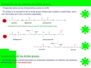Elongación de las cadenas de ácidos grasos:
- Producida tanto en las mitocondrias como en el RE
- Es similar a la secuencia de la ácido graso sintasa que conduce a palmitato, pero
con derivados acil CoA y enzimas separadas.


   1
       Condensación entre malonil-CoA y un sustrato acil-CoA de cadena larga




   2




Desaturación de los ácidos grasos:
- Los ácidos grasos monoinsaturados se sintetizan mediante un sistéma microsómico
denominado: acil-CoA desaturasa.
 