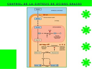 CONTROL DE LA SINTESIS DE ÁCIDOS GRASOS
 