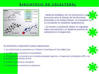 BIOSINTESIS DE COLESTEROL


                                              - Molécula biológica con rol estructural y como
                                              precursor para la síntesis de las hormonas
                                              esteroides y de ácidos biliares. Su transporte en
                                              la circulación es mediante lipoproteínas.
                                              - Su síntesis y utilización deben se reguladas
                                              sobre-acumulación y el depósito anormal de
                                              colesterol en el organismo.




Su biosíntesis comprende 5 pasos importantes:
1. Las Acetil.CoAs se convierten en 3 hidroxi-3-metilglutaril-CoA (HMG-CoA)
2. La HMG-CoA se convierte en mevalonato
3. El mevalonato se convierte en la molécula basada isopreno, el isopentenil pirofosfato (IPP), con
la pérdida concomitante de CO2
4. El IPP se convierte en escualeno
5. El escualeno se convierte en colesterol.
 