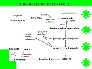 BIOSINESIS DE COLESTEROL
 