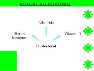DESTINOS   DEL COLESTEROL
 