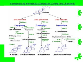 Formación De Hormonas Esteroidales A Partir De Colesterol
 