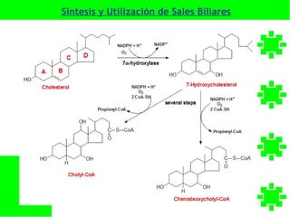 Síntesis y Utilización de Sales Biliares
 
