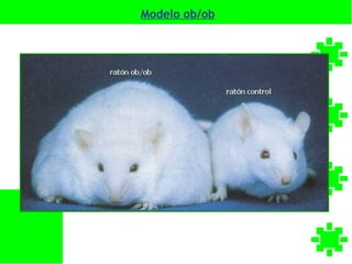 Modelo ob/ob
 