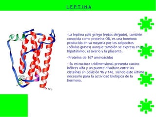 LEPTINA




-La leptina (del griego leptos delgado), también
conocida como proteína OB, es una hormona
producida en su mayoría por los adipocitos
(células grasas) aunque también se expresa en el
hipotálamo, el ovario y la placenta.
-Proteína de 167 aminoácidos
- Su estructura tridimensional presenta cuatro
hélices alfa y un puente disulfuro entre las
cisteínas en posición 96 y 146, siendo este último
necesario para la actividad biológica de la
hormona.
 