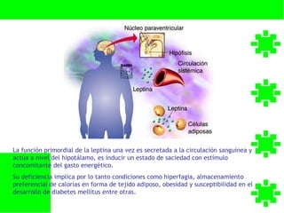 La función primordial de la leptina una vez es secretada a la circulación sanguínea y
actúa a nivel del hipotálamo, es inducir un estado de saciedad con estímulo
concomitante del gasto energético.
Su deficiencia implica por lo tanto condiciones como hiperfagia, almacenamiento
preferencial de calorías en forma de tejido adiposo, obesidad y susceptibilidad en el
desarrollo de diabetes mellitus entre otras.
 