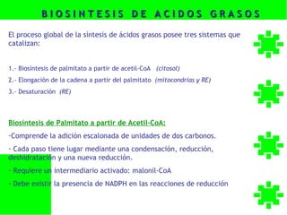 BIOSINTESIS DE ACIDOS GRASOS

El proceso global de la síntesis de ácidos grasos posee tres sistemas que
catalizan:


1.- Biosíntesis de palmitato a partir de acetil-CoA (citosol)
2.- Elongación de la cadena a partir del palmitato (mitocondrias y RE)
3.- Desaturación (RE)



Biosíntesis de Palmitato a partir de Acetil-CoA:
-Comprende la adición escalonada de unidades de dos carbonos.
- Cada paso tiene lugar mediante una condensación, reducción,
deshidratación y una nueva reducción.
- Requiere un intermediario activado: malonil-CoA
- Debe existir la presencia de NADPH en las reacciones de reducción
 