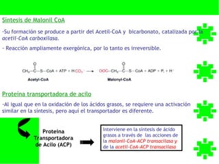 Síntesis de Malonil CoA
-Su formación se produce a partir del Acetil-CoA y bicarbonato, catalizada por la
acetil-CoA carboxilasa.
- Reacción ampliamente exergónica, por lo tanto es irreversible.




Proteína transportadora de acilo
-Al igual que en la oxidación de los ácidos grasos, se requiere una activación
similar en la síntesis, pero aquí el transportador es diferente.


                Proteína                 Interviene en la síntesis de ácido
                                         grasos a través de las acciones de
             Transportadora
                                         la malonil-CoA-ACP transacilasa y
             de Acilo (ACP)              de la acetil-CoA-ACP transacilasa
 