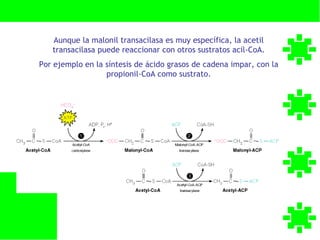 Aunque la malonil transacilasa es muy específica, la acetil
   transacilasa puede reaccionar con otros sustratos acil-CoA.
Por ejemplo en la síntesis de ácido grasos de cadena impar, con la
                  propionil-CoA como sustrato.
 