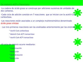 De malonil-ACP a Palmitato
-La cadena de ácido graso se construye por adiciones sucesivas de unidades de
dos carbonos.
-Cada ciclo de adición consiste en 7 reacciones que se inician con la acetil-CoA
carboxilasa.
-Las reacciones están asociadas a un complejo multienzimático denominado
ácido graso sintasa
- Las tres primeras reacciones son las analizadas anteriormente por las enzimas:
         * Acetil-CoA carboxilasa
         * Malonil-CoA-ACP transacilasa
         * Acetil-CoA-ACP transacilasa


-El ciclo de síntesis ocurre mediante:
         * Condensación
         * Reducción
         * Deshidratación
         * Reducción
 