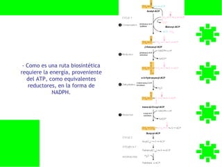- Como es una ruta biosintética
requiere la energía, proveniente
   del ATP, como equivalentes
    reductores, en la forma de
             NADPH.
 